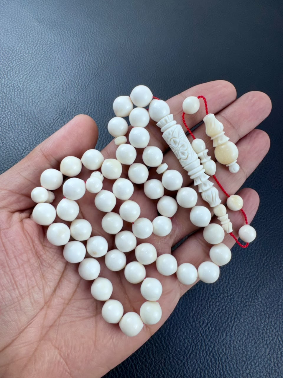 مسباح عظم الجمل الطبيعي